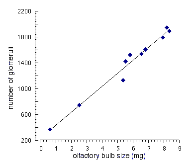 Weight and Number of Glomeruli