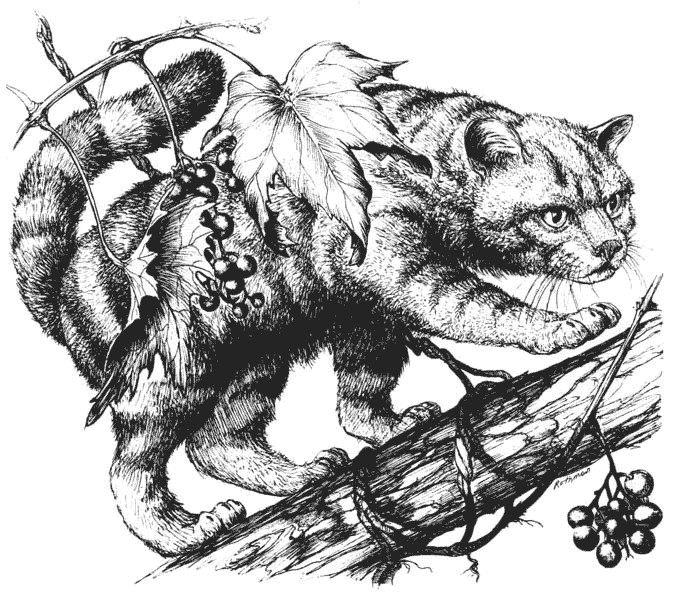 Wildcat Illustration