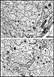 Figure 7c