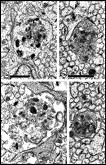 Figure 20