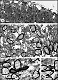 Figure 25