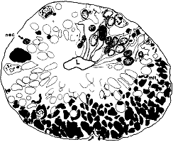 Figure 1 (Optic Stalk)