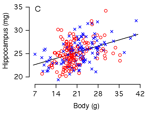 Figure 2C: Body Weight and Hippocampal Weight