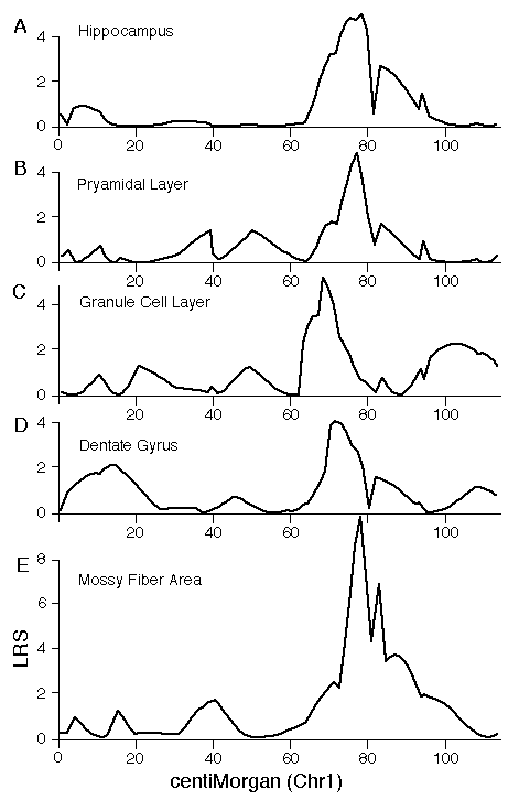 Figure 5: Hipp1 on Chr 1