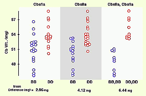 Cerebellum